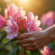 Mains délicates tenant une branche de rhododendron en jardin ensoleille